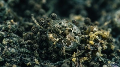 印尼研究示警：食物黴菌毒素加速糖尿病腎臟病進程