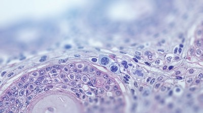 更年期女性健康新視角：研究揭示卵巢轉變為免疫角色