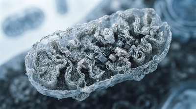 粒線體代謝有望成抗衰老新靶點 科學家揭老化發炎關鍵途徑