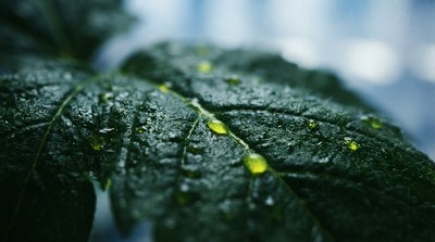 歐洲豬籠草汁液釀深層灼傷 恐留終生疤痕