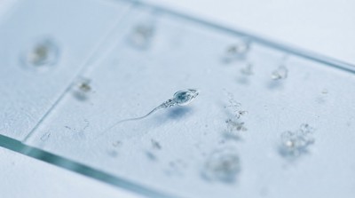 男性不孕症研究新突破　挑戰精子外觀判斷傳統