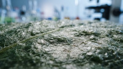 阿德雷德大學研究：植物蠟信號可望協助作物對抗病害