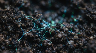 美大學eDNA技術新應用 助德州農業病蟲害與公衛預警