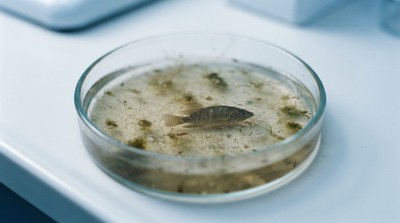 亞美尼亞食安報告驚現多重污染 養殖魚、蔬果皆有隱憂