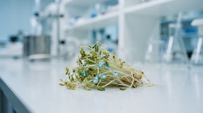 美國 Berlin Seeds 召回苜蓿芽種子　恐與多州食安疫情有關