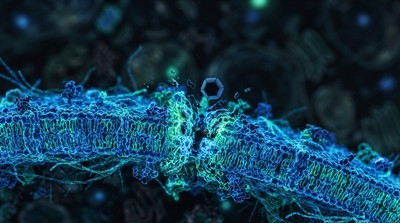 新研究揭細菌抗病毒機制　開啟噬菌體療法新頁