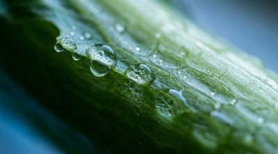 廚餘危機引發關注　新科技助餐飲業延長蔬果保鮮期