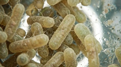 美農業部攜手 PathogenDx 研發新檢測 識別家禽高風險沙門氏菌