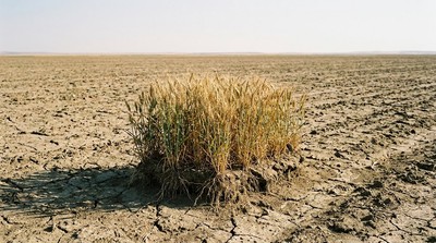 全球糧食生產陷危機：氣候變遷與成本衝擊，再生農業成解方