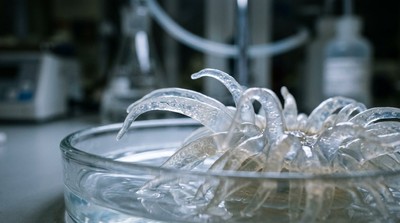 透明海葵助解人類生育之謎：揭示減數分裂分子機制新發現